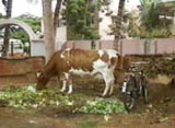 Swamiji's Cow