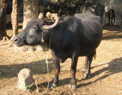 water buffalo